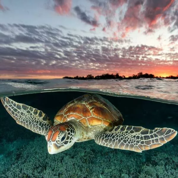 Enchanted wonders of the ocean - #36 