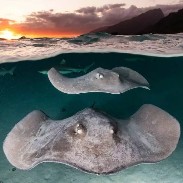 Enchanted wonders of the ocean - #37 