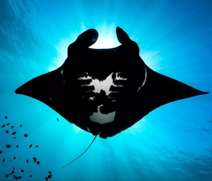 Enchanted wonders of the ocean - #38 