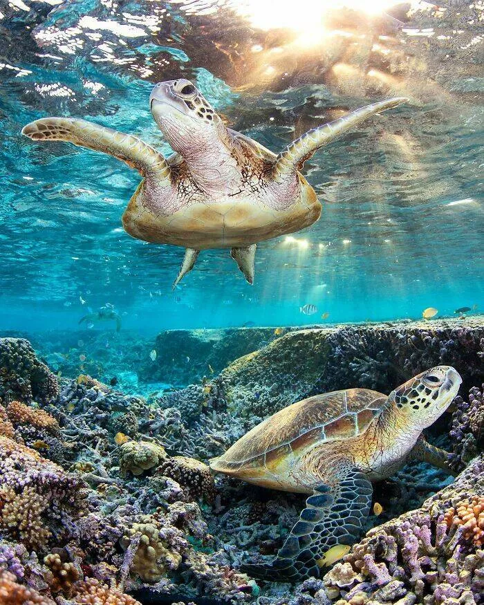 Enchanted wonders of the ocean - #39 