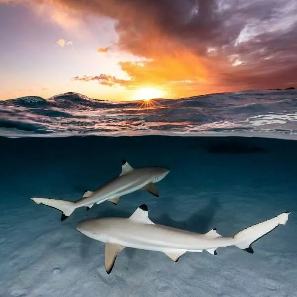 Enchanted wonders of the ocean - #40 