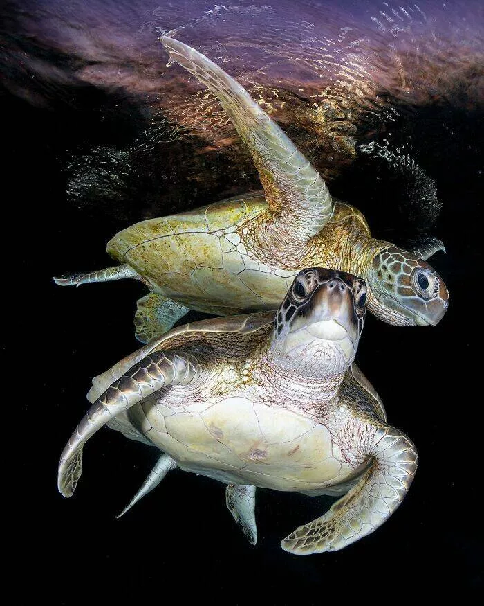 Enchanted wonders of the ocean - #5 