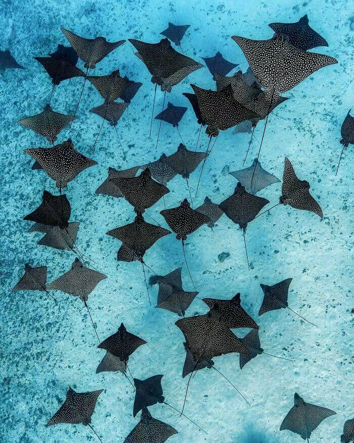 Enchanted wonders of the ocean - #6 