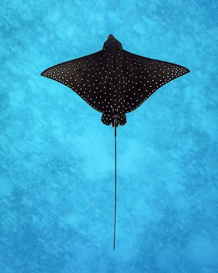 Enchanted wonders of the ocean - #7 