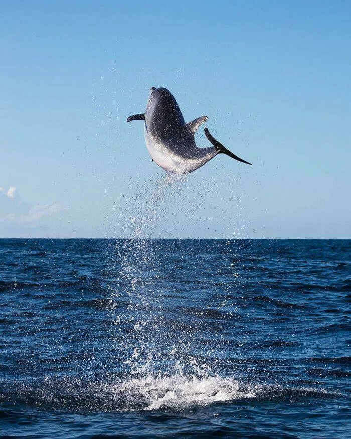 Enchanted wonders of the ocean - #8 