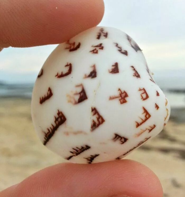 Bizarre ocean finds that surfaced unexpectedly - #1 Honestly Thought This Shell Had Some Kind Of Lost Script Carved Into It