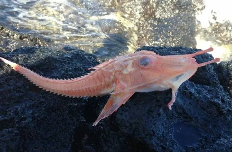 Les mysteres etranges reveles par locean - #10 Ce poisson étrange à l’allure blindée s’appelle Satyrichthys Welchi