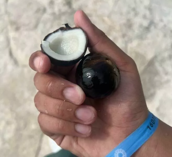 Les mysteres etranges reveles par locean - #12 Trouvé un fruit flottant au large de Cancún — ressemble à une mini noix de coco avec une odeur d’agrume