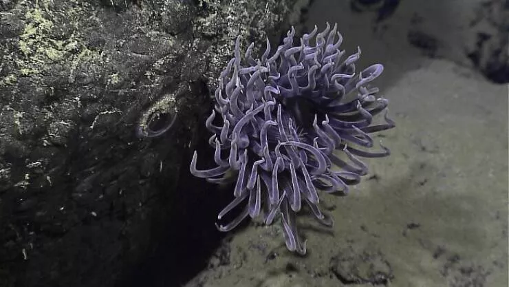 Les mysteres etranges reveles par locean - #18 Une anémone violette à côté de ce qui semble être un œil de poisson camouflé — ou simplement un rocher brillant