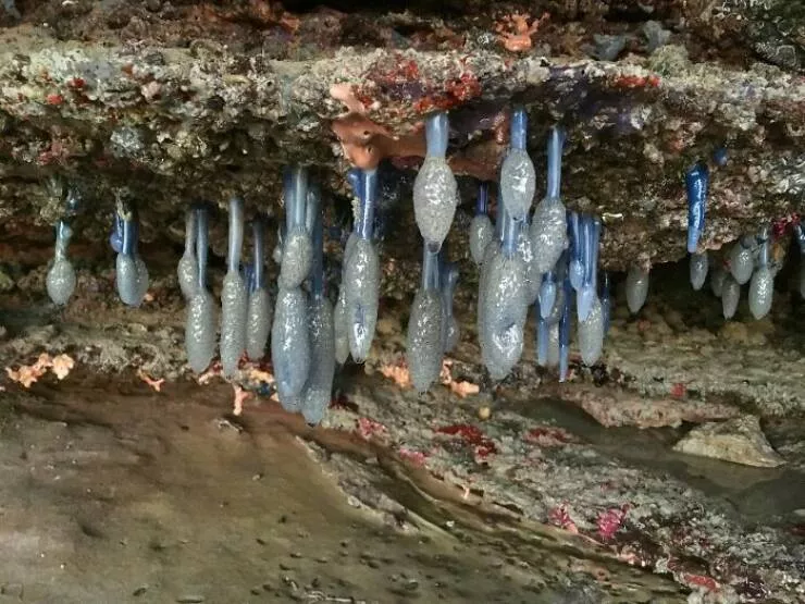 Les mysteres etranges reveles par locean - #19 Voici Sigillina Cyanea, une étrange créature marine pouvant atteindre 15 cm