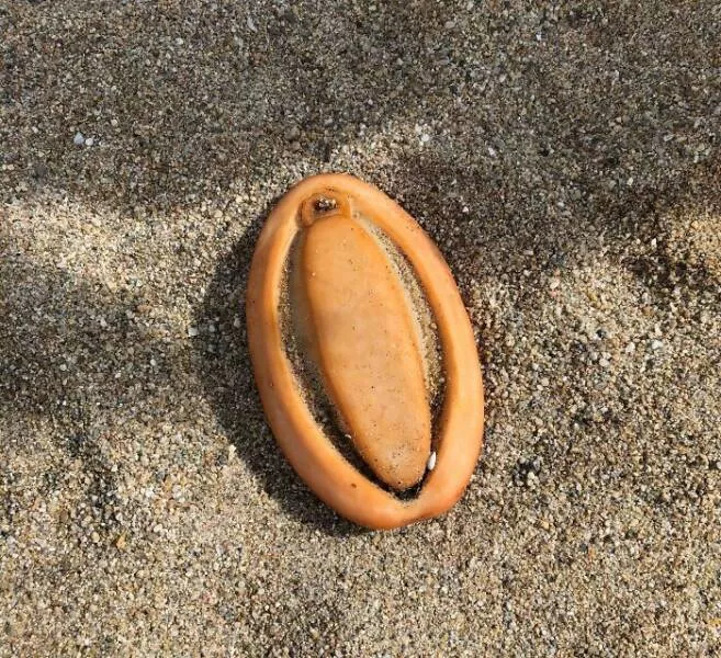 Les mysteres etranges reveles par locean - #23 Ma copine a trouvé cette bizarrerie marine sur la plage de Santa Cruz