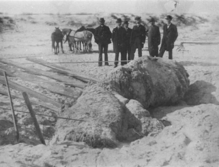 Bizarre ocean finds that surfaced unexpectedly