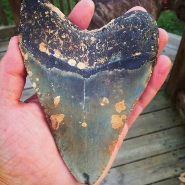 Bizarre ocean finds that surfaced unexpectedly - #3 This Might Be The Largest Megalodon Tooth I've Recovered While Diving Near North Carolina