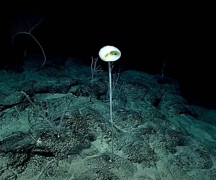 Bizarre ocean finds that surfaced unexpectedly - #5 Scientists Just Discovered A New Sponge Species In Remote Ocean Depths