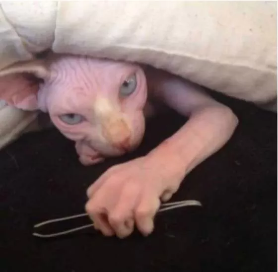 The 40 most wtf pictures ever - #7 