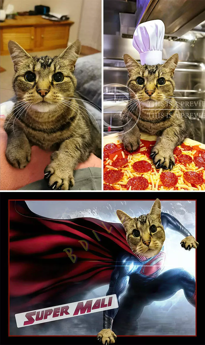 Photo edit requests gone hysterically wrong - #18 We Lost Our Cat Today — My Son Wants A Fun, Uplifting Tribute To Mali