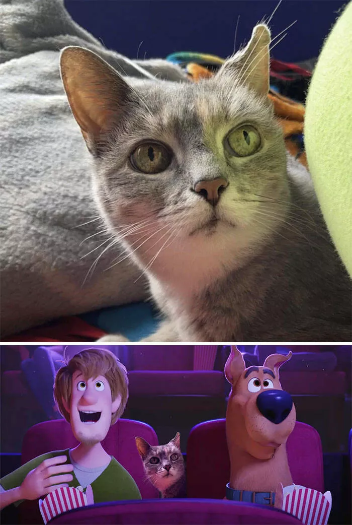 Photo edit requests gone hysterically wrong - #19 Could You Mix My Cat Into A Scooby-Doo Inspired Scene?