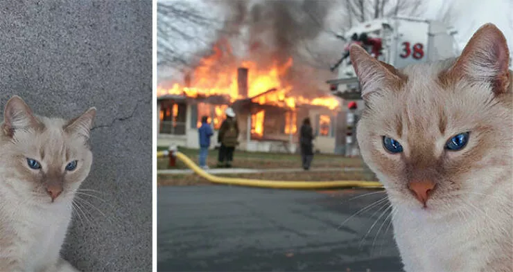 Quand des gens ont demande des retouches photo et ont eu des resultats hilarants - #3 Des idées créatives pour transformer mon chat en mème ?