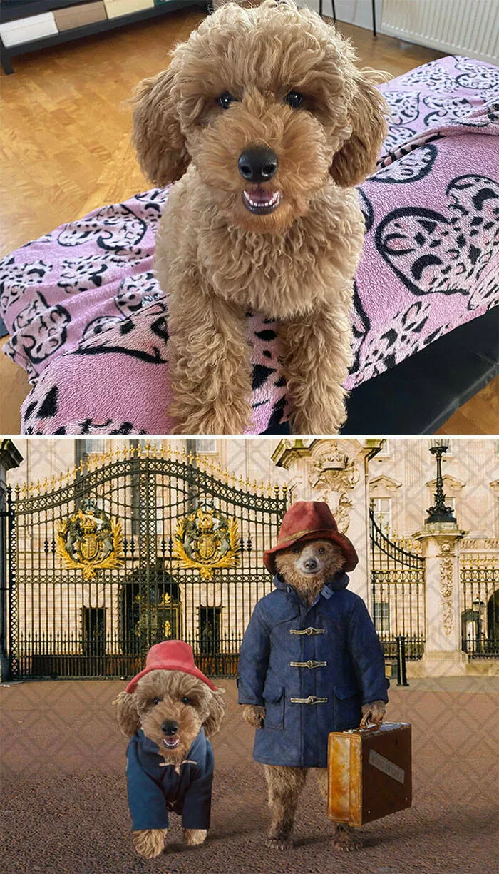 Quand des gens ont demande des retouches photo et ont eu des resultats hilarants - #5 Habillez mon chiot comme Paddington et mettez-le dans un décor cool svp !