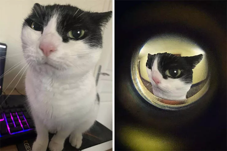 Quand des gens ont demande des retouches photo et ont eu des resultats hilarants - #8 Quelqu’un peut faire une version marrante de mon chat ?