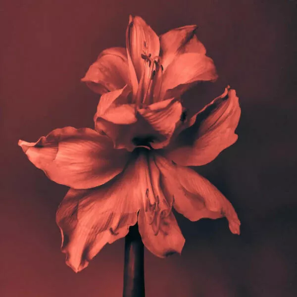 Stunning natural wonders that reveal earths real charm - #15 A Glimpse Of Life – Through Silvia Coccaglio’s Lens Stunning natural wonders that reveal earths real charm - #15 A Glimpse Of Life – Through Silvia Coccaglio’s Lens