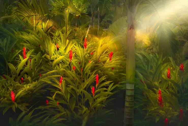Stunning natural wonders that reveal earths real charm - #16 Verdant Depths – Jungle Scene By Samuel Feron Stunning natural wonders that reveal earths real charm - #16 Verdant Depths – Jungle Scene By Samuel Feron
