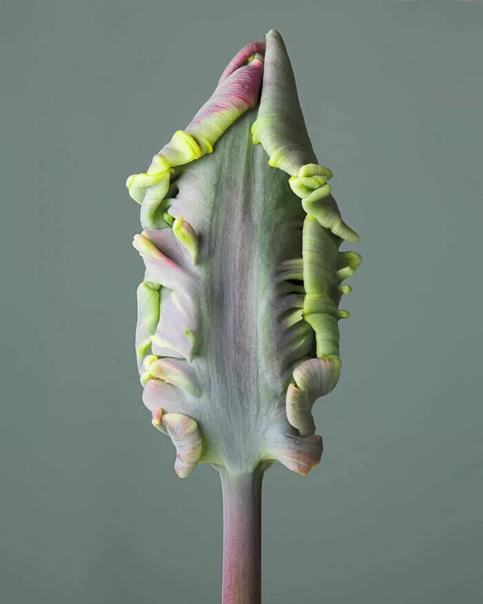 Photos epoustouflantes de la nature qui revelent la vraie beaute de la terre
