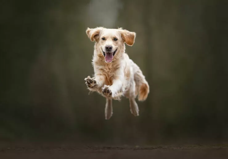 Meilleures photos mettant en valeur le charme canin neerlandais - #1 