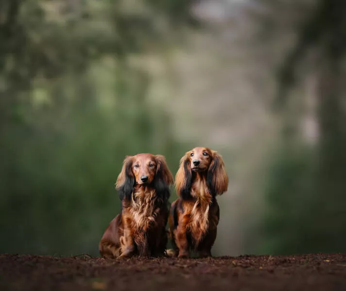 Meilleures photos mettant en valeur le charme canin neerlandais - #10 
