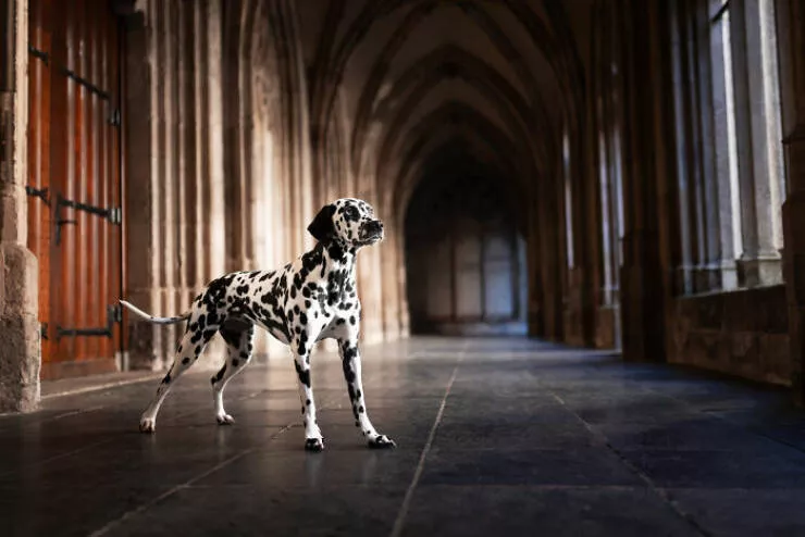 Meilleures photos mettant en valeur le charme canin neerlandais - #11 