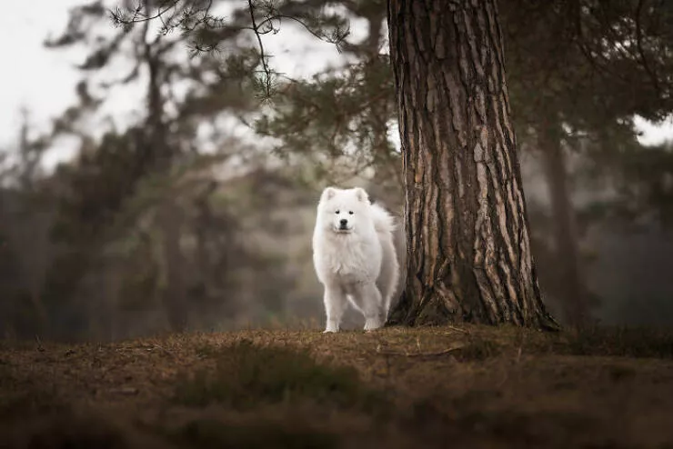 Meilleures photos mettant en valeur le charme canin neerlandais - #13 