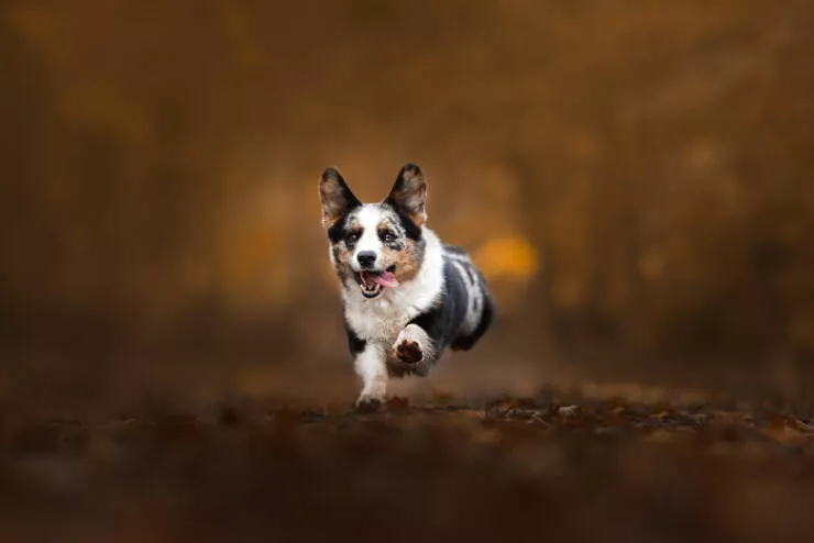 Meilleures photos mettant en valeur le charme canin neerlandais - #14 