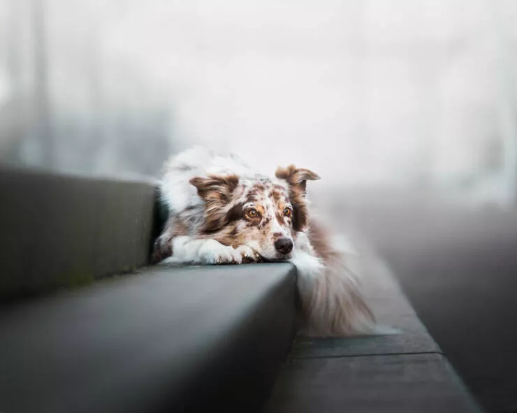 Meilleures photos mettant en valeur le charme canin neerlandais - #15 