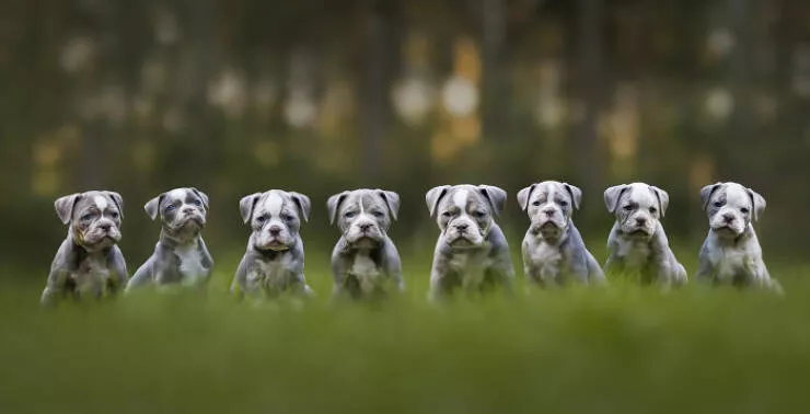 Meilleures photos mettant en valeur le charme canin neerlandais - #16 