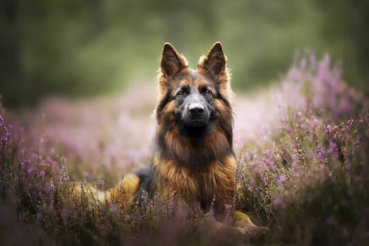 Meilleures photos mettant en valeur le charme canin neerlandais - #17 