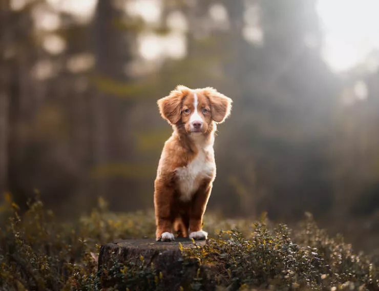 Meilleures photos mettant en valeur le charme canin neerlandais - #18 