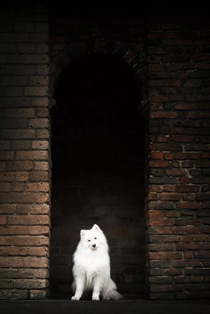 Meilleures photos mettant en valeur le charme canin neerlandais - #19 