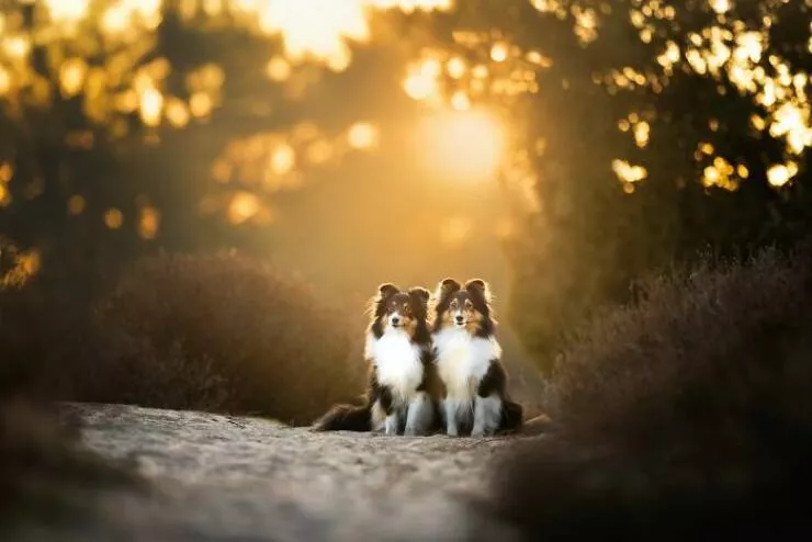 Meilleures photos mettant en valeur le charme canin neerlandais - #2 