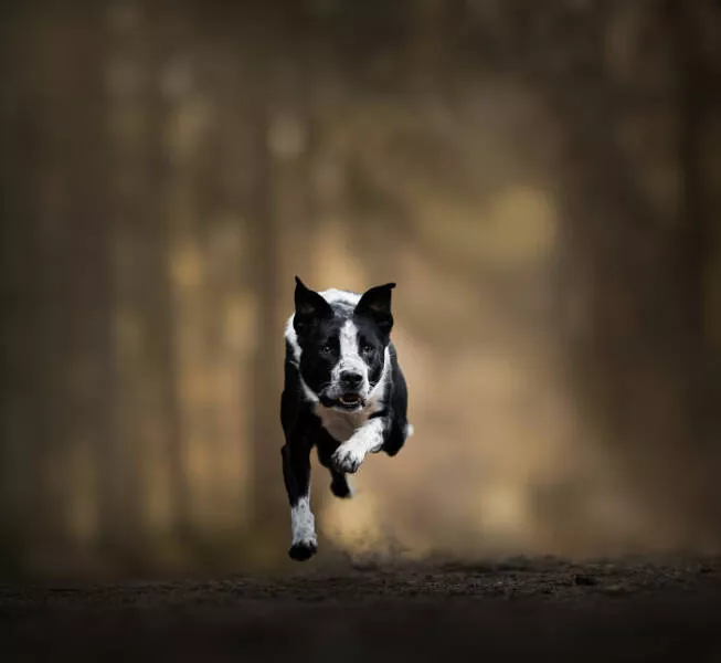 Meilleures photos mettant en valeur le charme canin neerlandais - #20 