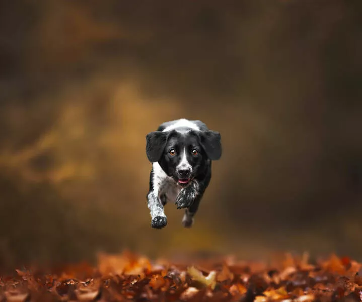 Meilleures photos mettant en valeur le charme canin neerlandais - #21 
