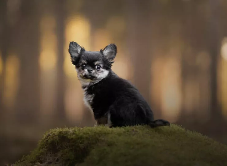 Meilleures photos mettant en valeur le charme canin neerlandais - #22 