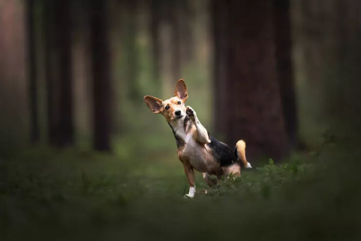 Meilleures photos mettant en valeur le charme canin neerlandais - #23 