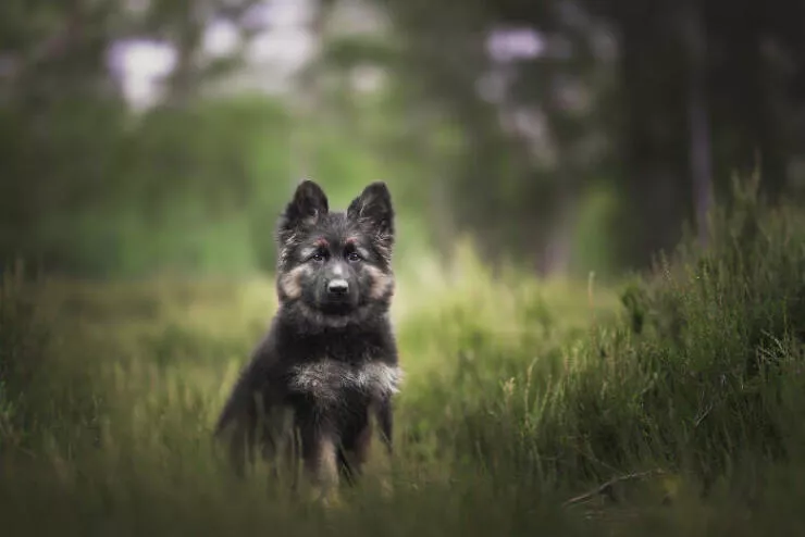 Meilleures photos mettant en valeur le charme canin neerlandais - #24 