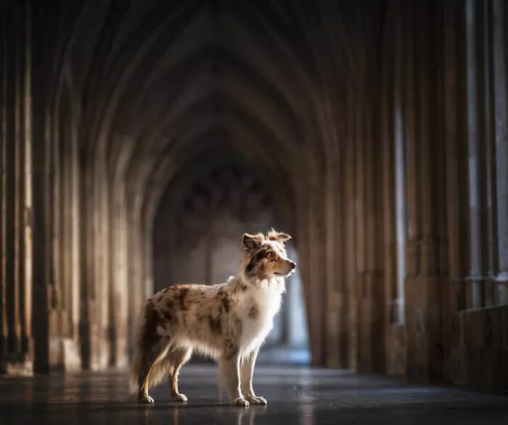 Meilleures photos mettant en valeur le charme canin neerlandais - #25 
