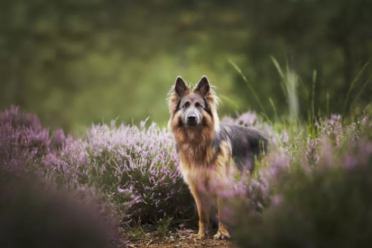 Charming dutch dogs caught on camera - #26 Charming dutch dogs caught on camera - #26