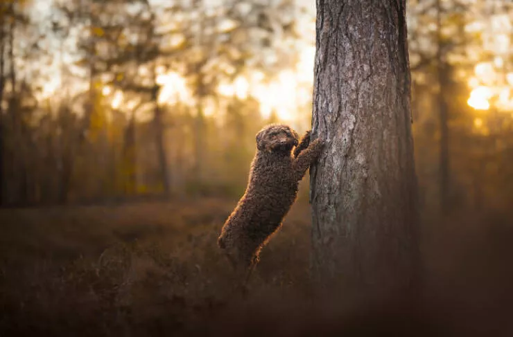 Charming dutch dogs caught on camera - #27 Charming dutch dogs caught on camera - #27