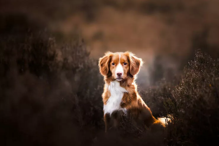 Meilleures photos mettant en valeur le charme canin neerlandais - #28 