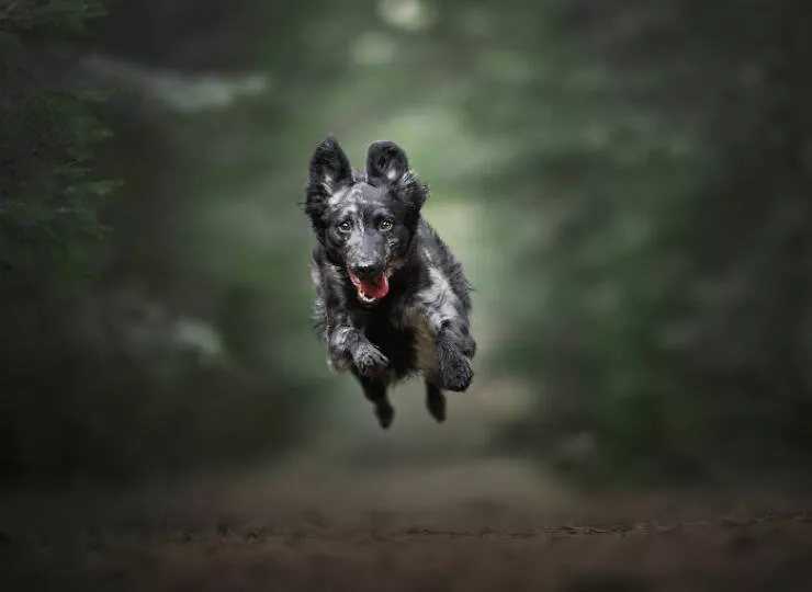 Meilleures photos mettant en valeur le charme canin neerlandais - #29 