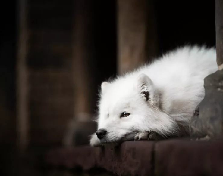 Meilleures photos mettant en valeur le charme canin neerlandais - #3 