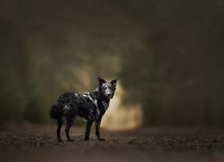 Meilleures photos mettant en valeur le charme canin neerlandais - #30 